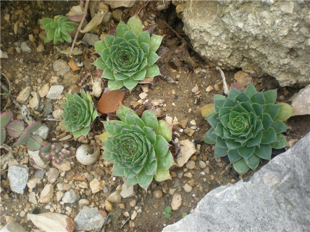 cviće